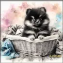 Pomeranian in a basket
