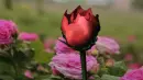 the butterfly in the rose