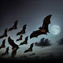 Bats