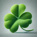 Clover