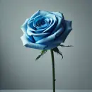 Blue rose