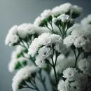 White statice flower