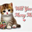 Kitten asking will you marry me