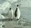 penguin