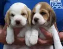 aww