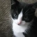 black cat