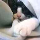 black cat