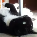 black cat