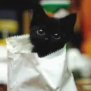 black cat