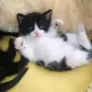 black cat
