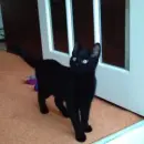 black cat