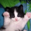 black cat