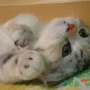 grey cat