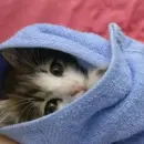 grey cat