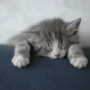 grey cat