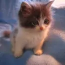 grey cat