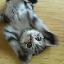 grey cat