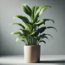 Plant in a pot