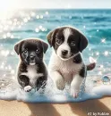 Two Cute Puppies