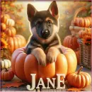 German shepherd in a pumpkin - Jane 