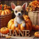 Chihuahua in a pumpkin - Jane 