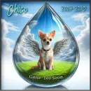 Gone to soon - Chico