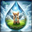 Gone too soon - Paco