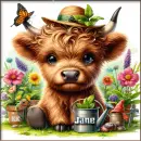 Cute Highland Cow - Jane 