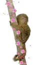 pygmy marmoset