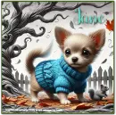 Cute Chihuahua - Chico