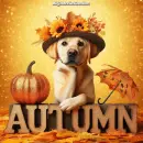 Autumn Dog