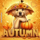 Autumn Dog