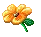 orange flower