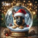 German shepherd - Jane 