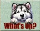 Husky pup - What's up?