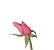 pink flower