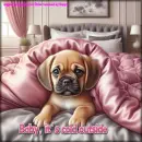 Puggle in bed 