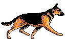 walking dog