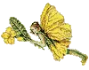 fairy