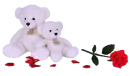 white teddy bears