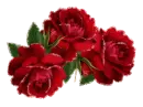 glitter roses