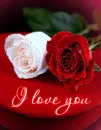 I love you roses