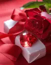 Beautiful rose