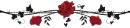 red rose divider
