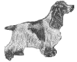 gray dog