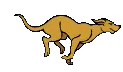 dog running