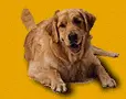 irl dog