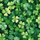 Clovers 
