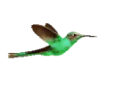 hummingbird
