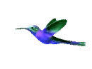 hummingbird